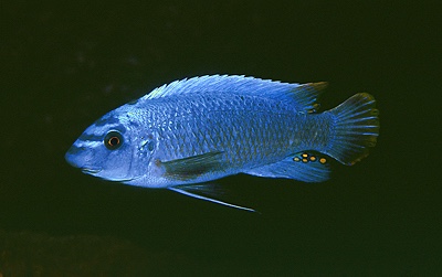 Labeotropheus trewavasae 'Mphanga Rocks'